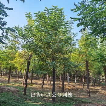 新疆石河子刺槐,洋槐樹