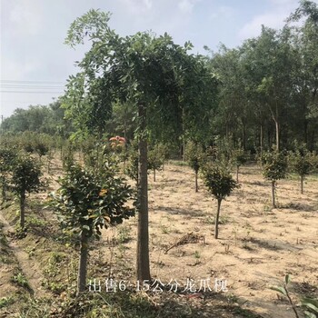 世澤園林-苗圃基地-龍爪槐種植-大冠幅-鮮活易養