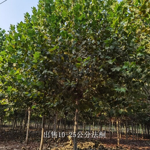 重慶梁平法桐批發(fā),好養(yǎng)易活