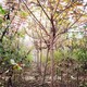 火炬樹(shù)圖