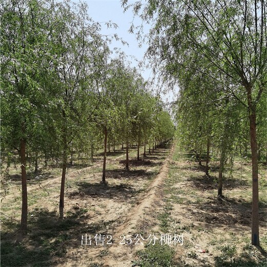 上海柳树,长期出售