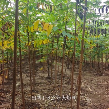 新疆克拉瑪依火炬樹,適應性廣