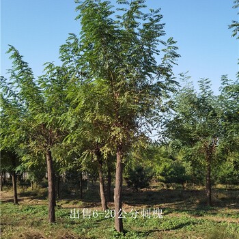 安徽滁州刺槐批發(fā),白花刺槐