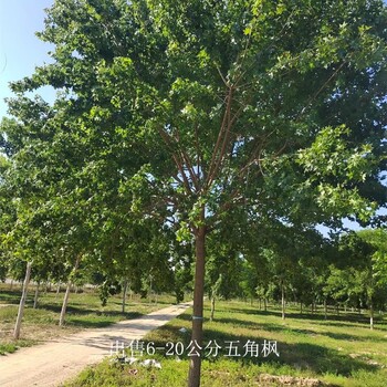 重慶巴南五角楓報(bào)價(jià),叢生五角楓