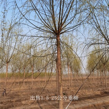 江蘇無錫垂柳價格