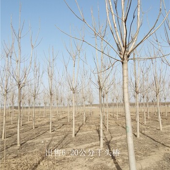 13公分千頭椿-綠化工程-世澤園林-數(shù)量大-包裝車