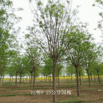 湖北襄陽國槐報價,金枝國槐