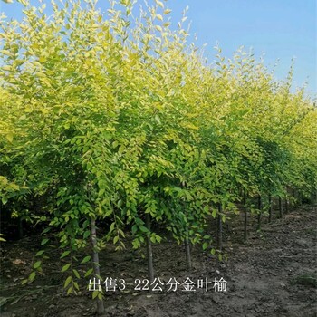 湖北天門金葉榆樹苗