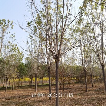 13公分白蠟產(chǎn)地,樹(shù)形美觀
