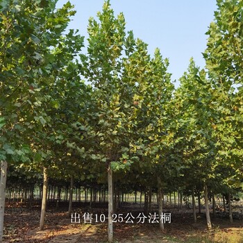 山西呂梁法桐供應,法國梧桐