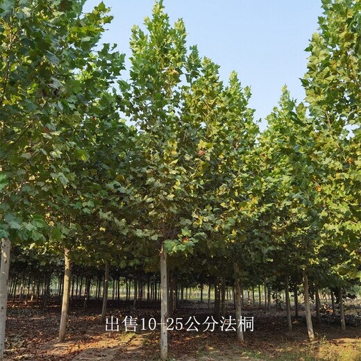 重慶忠縣法桐樹(shù)苗,好養(yǎng)易活