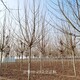 四川法桐圖