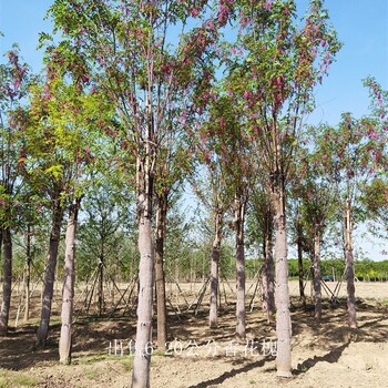 云南德宏香花槐价格,质量优良