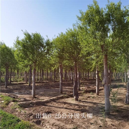 重慶豐都饅頭柳供應(yīng),景觀價(jià)值高
