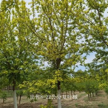 貴州黔西南復(fù)葉槭樹苗,金葉復(fù)葉槭