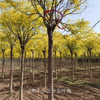 金叶槐产地-苗木花卉-世泽园林-货源充足-苗圃好货