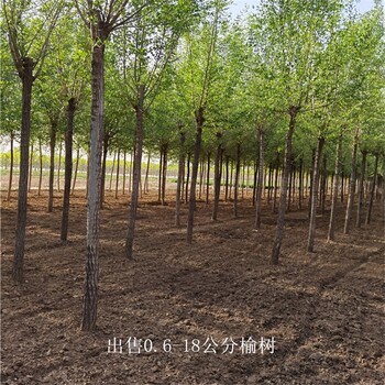 7公分榆樹出售,規格全