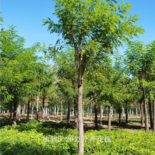 內蒙古香花槐,質(zhì)量?jì)?yōu)良