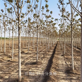 世澤園林,工程苗木,8公分臭椿,可視頻選樹