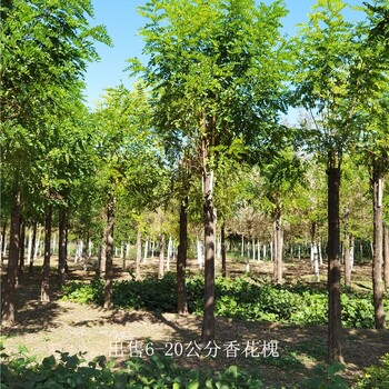 云南德宏香花槐,紅花槐