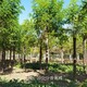 安徽香花槐圖