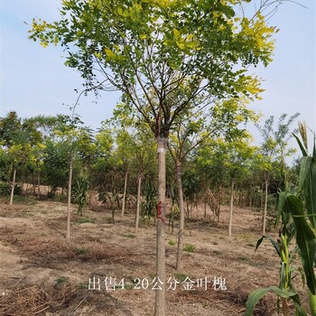 甘肅甘南金葉槐價(jià)格,樹形美觀