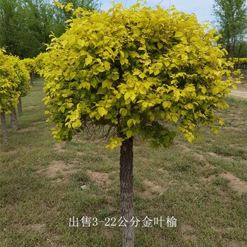 20公分金葉榆價格,黃葉榆