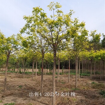 新疆圖木舒克金葉槐,樹形美觀