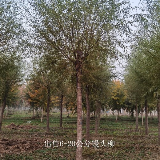 北方饅頭柳-薄利多銷-多種規(guī)格