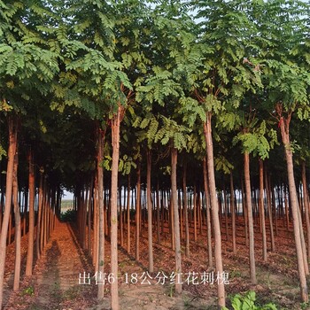 栽培基地-世泽园林-鲜活易养-17公分红花刺槐