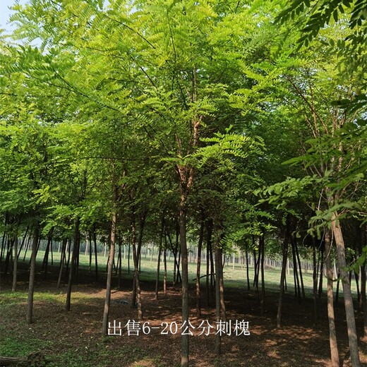 浙江麗水刺槐供應(yīng),洋槐樹