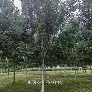 青海果洛白蠟出售,樹形美觀