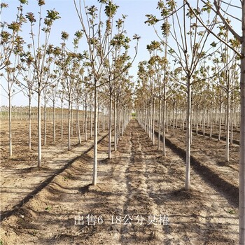 世澤園林,市場供應,13公分臭椿,樹形美觀