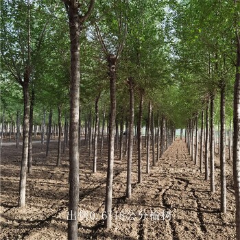 世澤園林-苗圃基地-9公分榆樹-緩苗快-土球發貨
