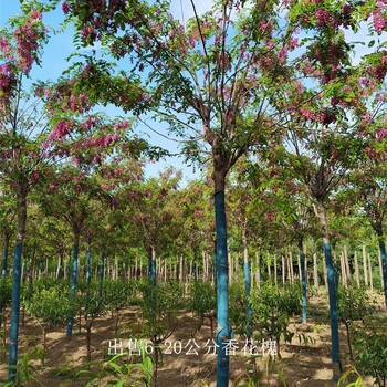 云南西雙版納香花槐,質(zhì)量優(yōu)良
