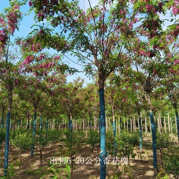 安徽蚌埠香花槐,红花槐