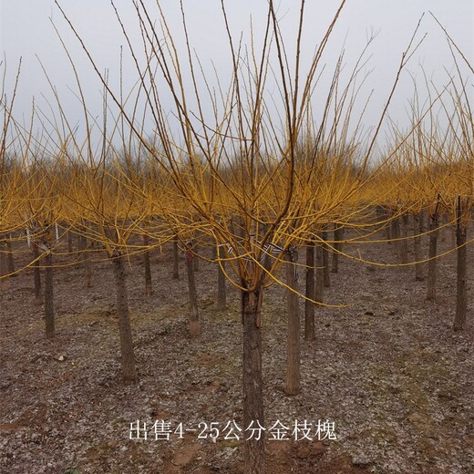 四川樂山金枝槐產(chǎn)地,樹大型好