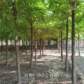 湖北神農架刺槐報價
