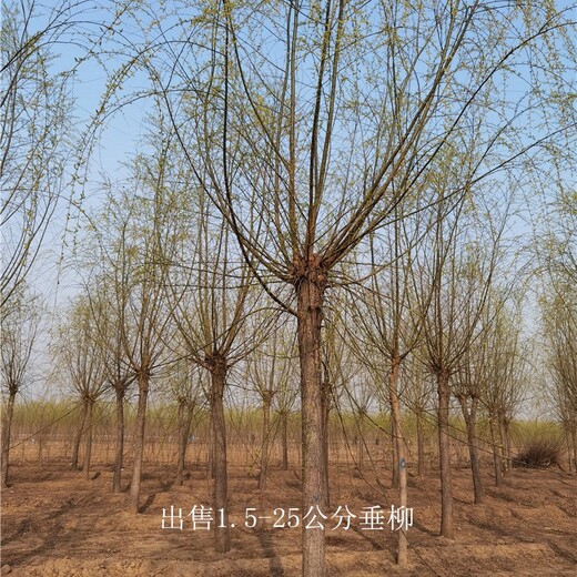 甘肅酒泉垂柳