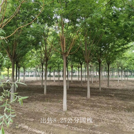22公分國槐產(chǎn)地,金枝國槐