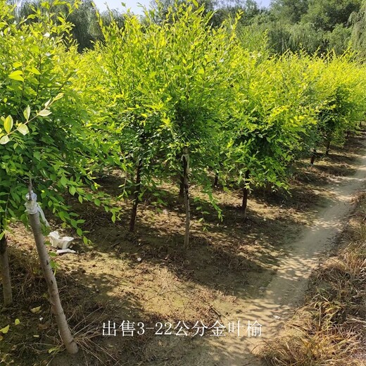 江西金葉榆報價,觀賞性強