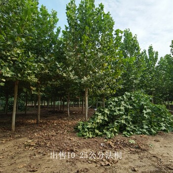 新疆可克達(dá)拉法桐報(bào)價(jià),好養(yǎng)易活