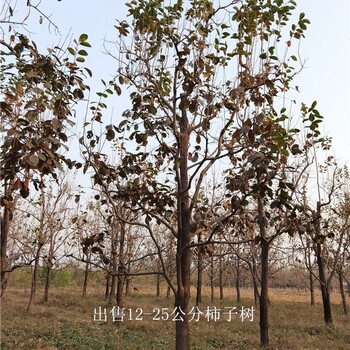 浙江衢州柿子樹(shù)基地,磨盤(pán)柿子樹(shù)