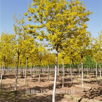 貴州黔東南金葉白蠟報(bào)價(jià),叢生黃蠟