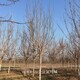 金葉復(fù)葉槭圖