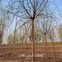 重慶梁平柳樹(shù)價(jià)格,西湖垂柳