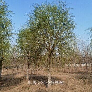 新疆博爾塔拉柳樹,西湖垂柳