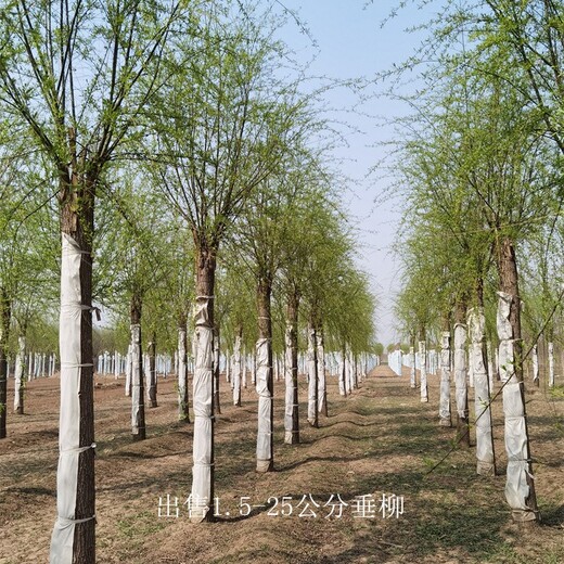 湖北襄陽垂柳,青皮垂柳