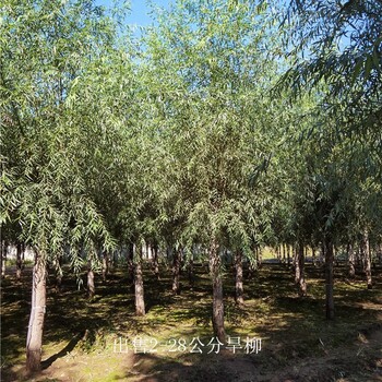 甘肅平?jīng)龊盗鴥r(jià)格,規(guī)格全