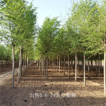 云南文山榆樹,白榆
